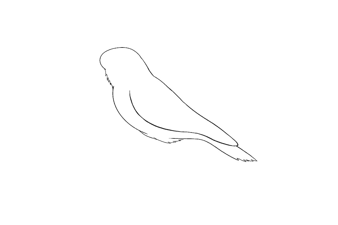 画乌鸦的步骤图（超详细）-图7