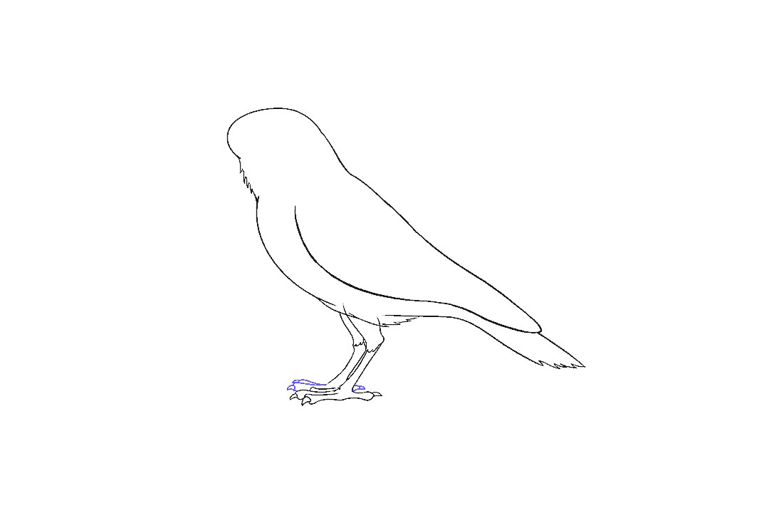 画乌鸦的步骤图（超详细）-图10