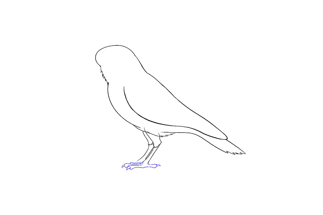 画乌鸦的步骤图（超详细）-图9