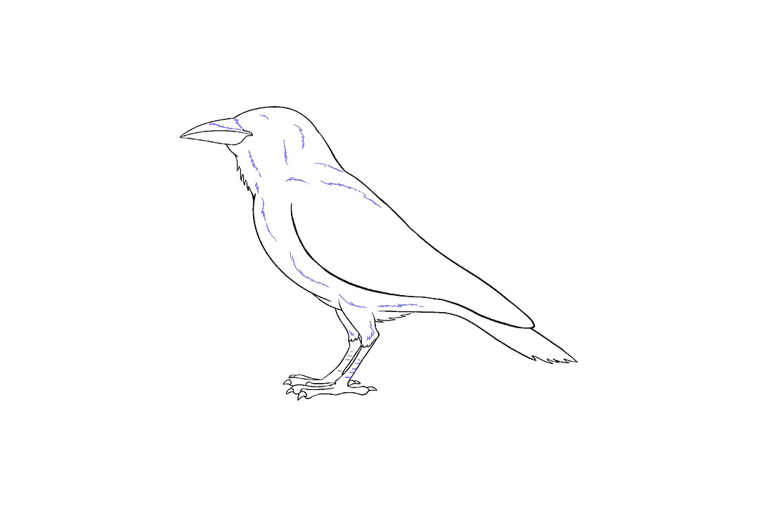 画乌鸦的步骤图（超详细）-图13