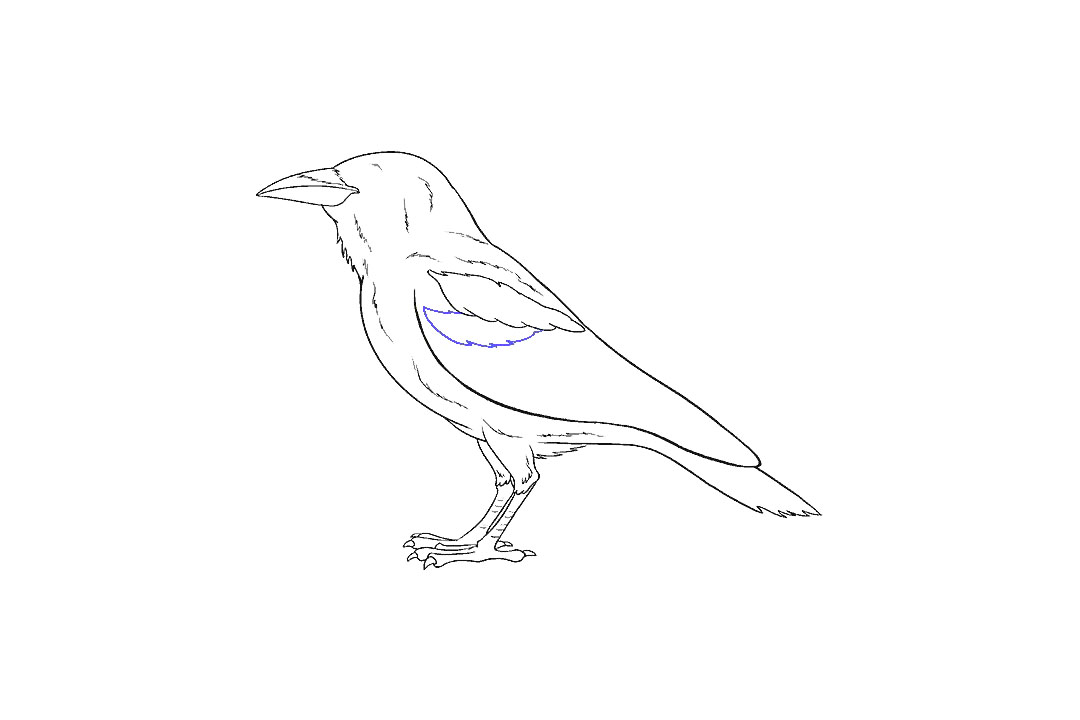 画乌鸦的步骤图（超详细）-图15