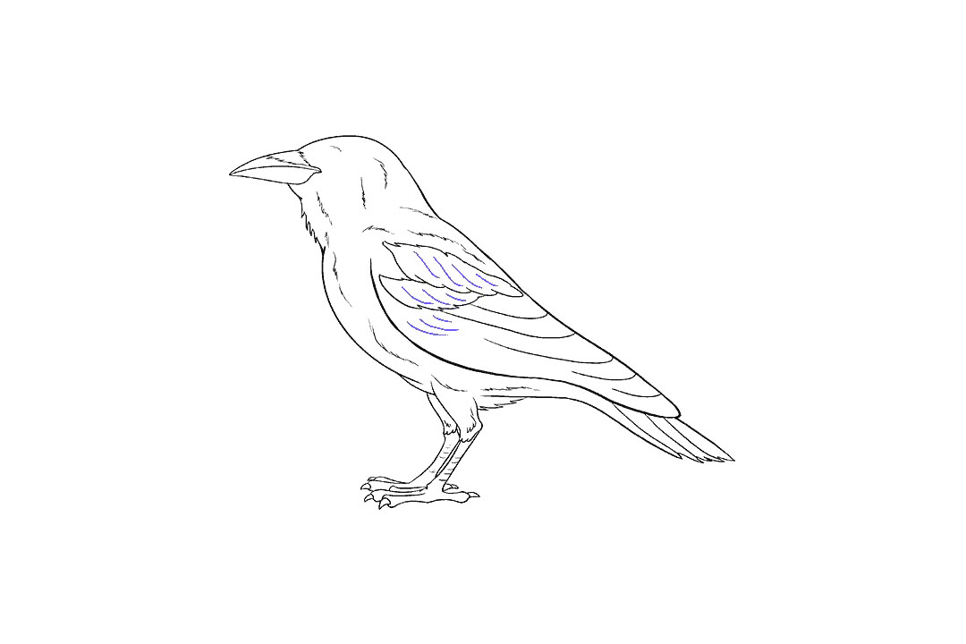 画乌鸦的步骤图（超详细）-图18