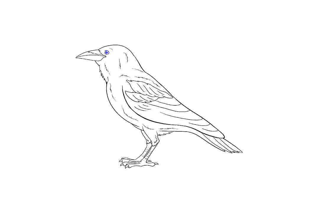 画乌鸦的步骤图（超详细）-图19