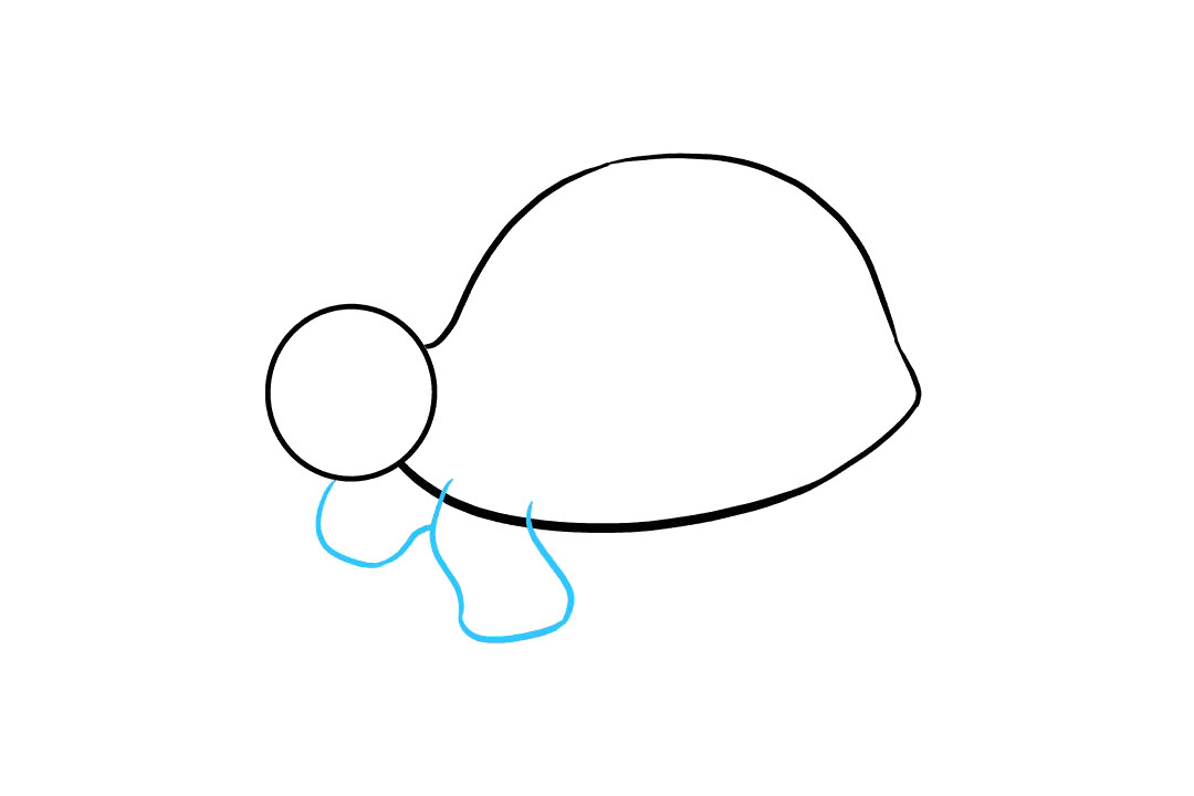 海龟怎么画-图4