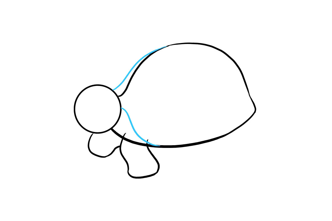 海龟怎么画-图5