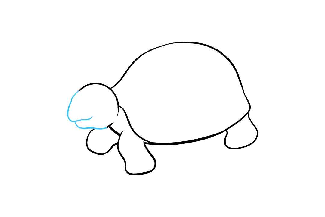 海龟怎么画-图8