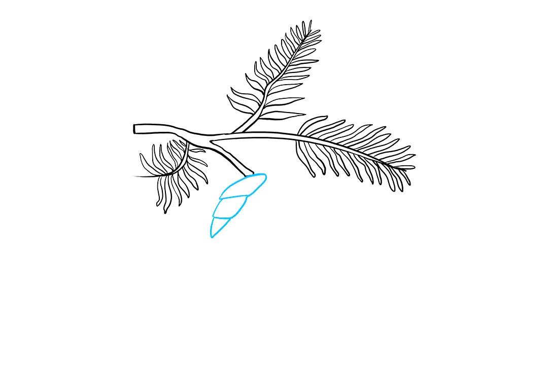 如何画松果简笔画-图5