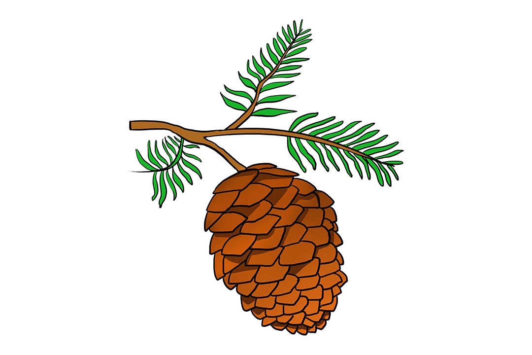 如何画松果简笔画