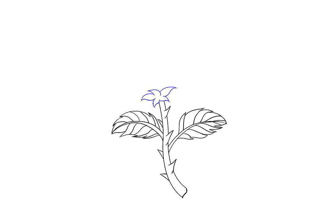 如何画一朵漂亮的玫瑰花-图5