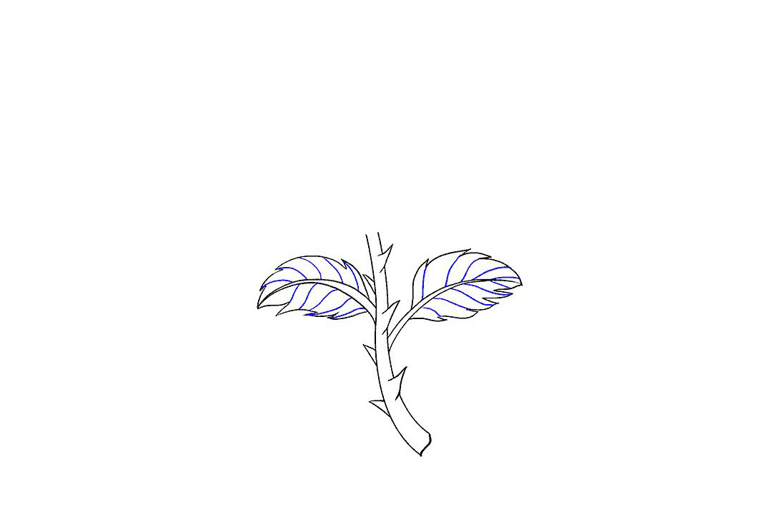 如何画一朵漂亮的玫瑰花-图4