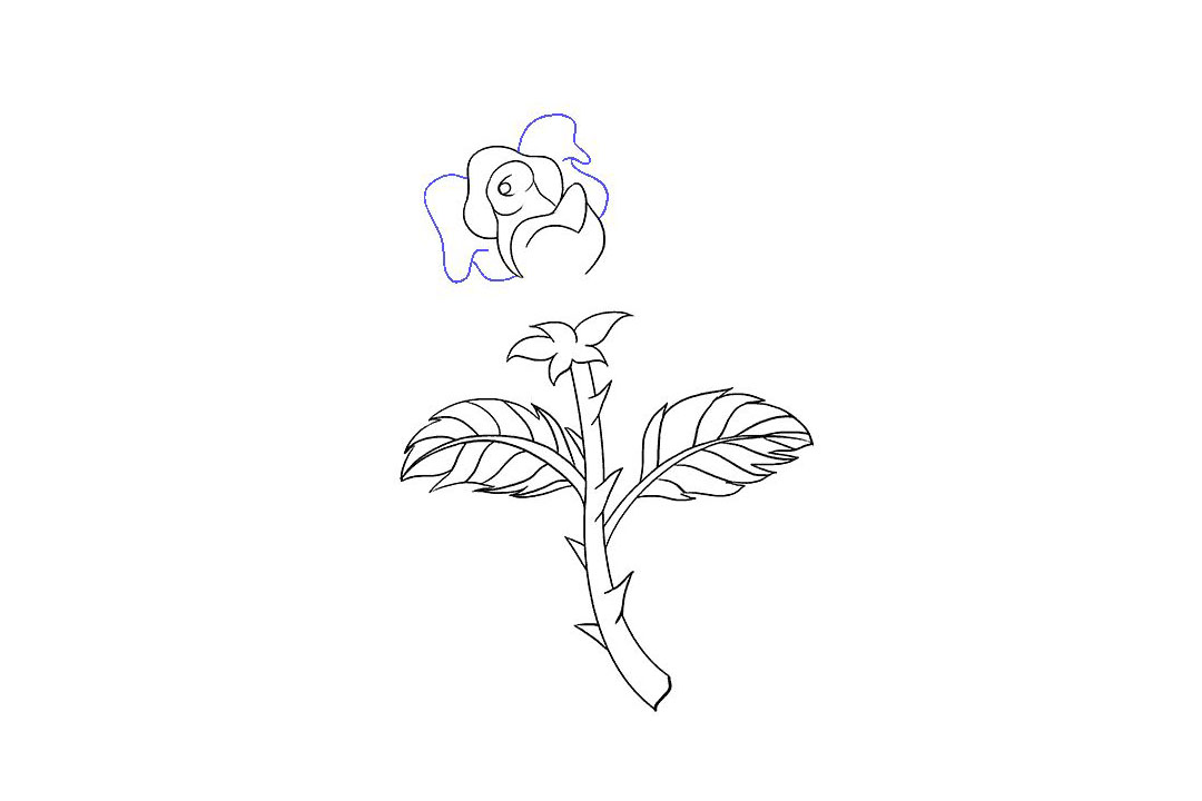 如何画一朵漂亮的玫瑰花-图9