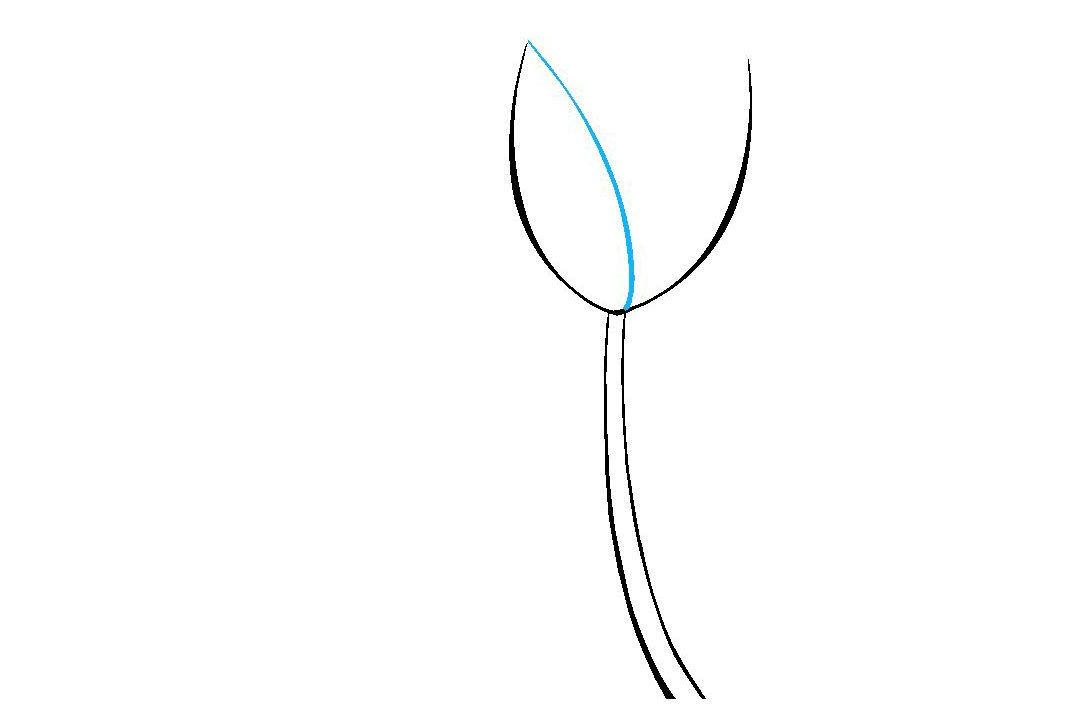 如何画郁金香简笔画-图3