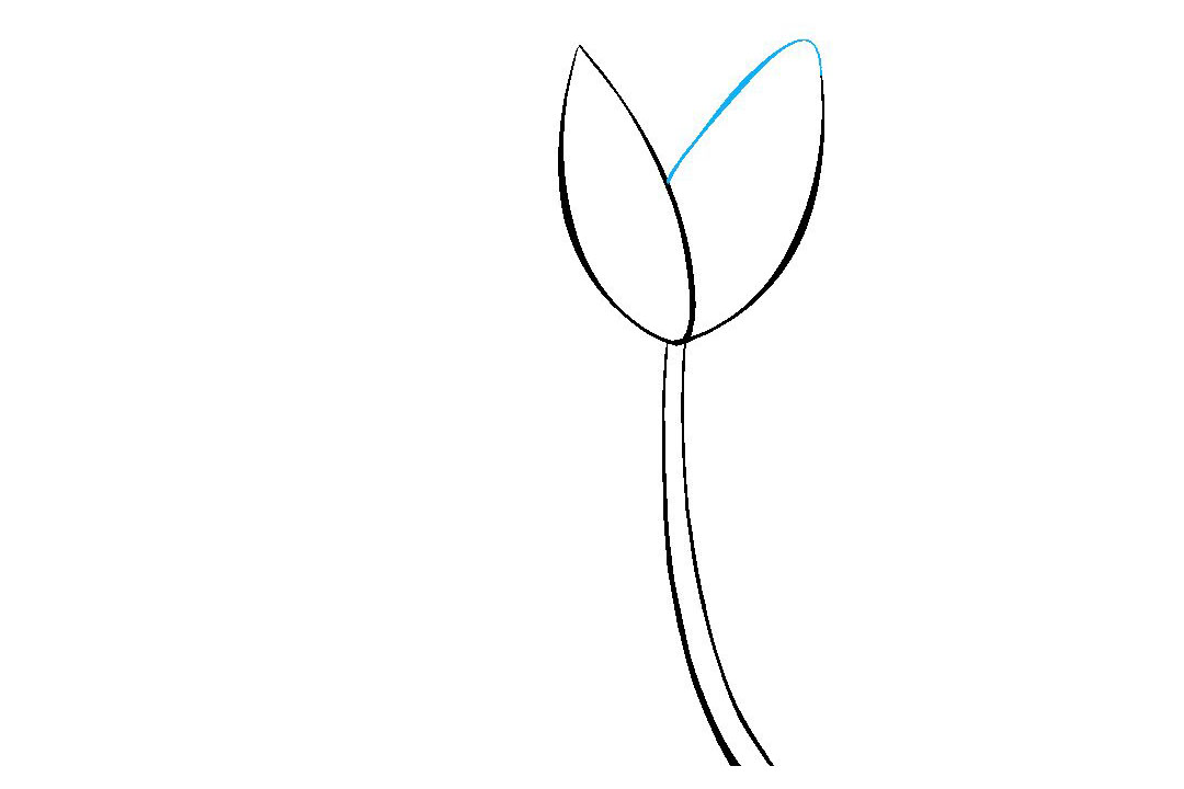 如何画郁金香简笔画-图4