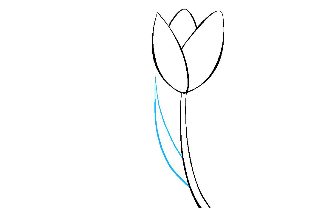 如何画郁金香简笔画-图6