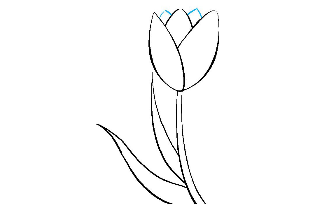 如何画郁金香简笔画-图8