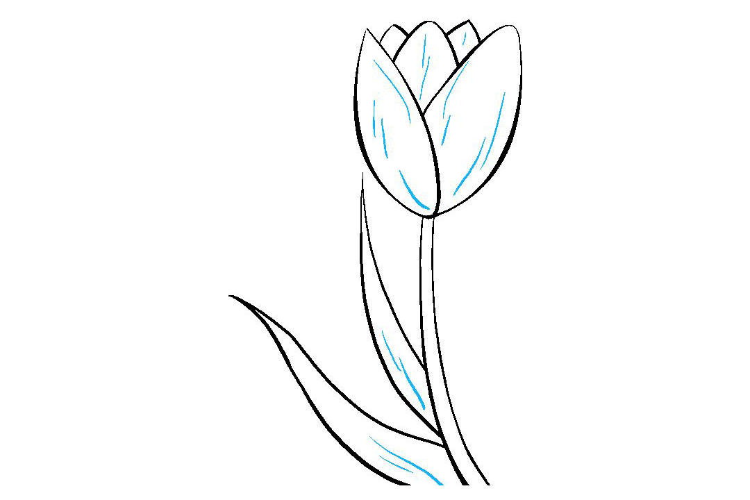 如何画郁金香简笔画-图9