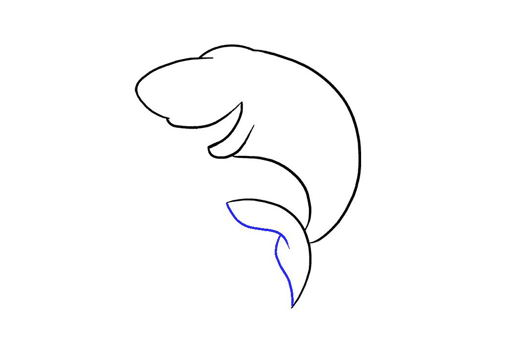 卡通鲨鱼的画法详细步骤-图7