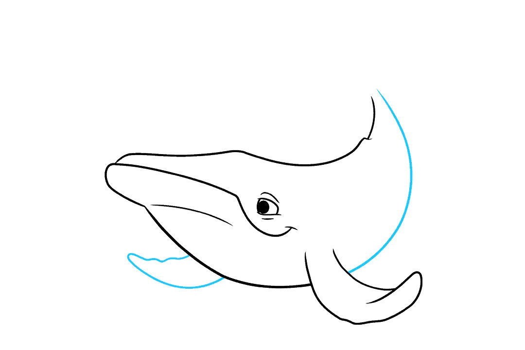 座头鲸怎么画-图5