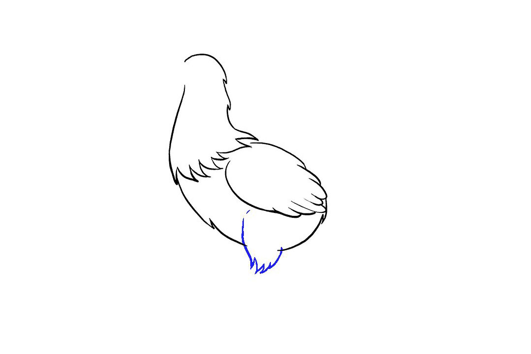 母鸡怎么画-图5