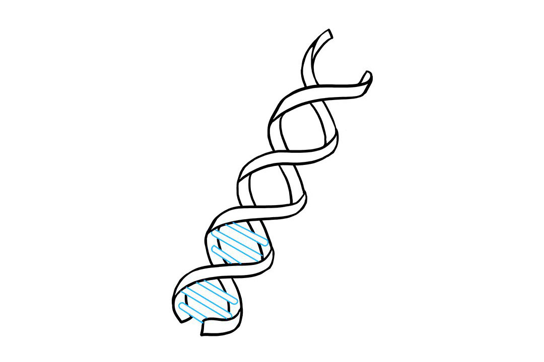 生物DNA怎么画-图6