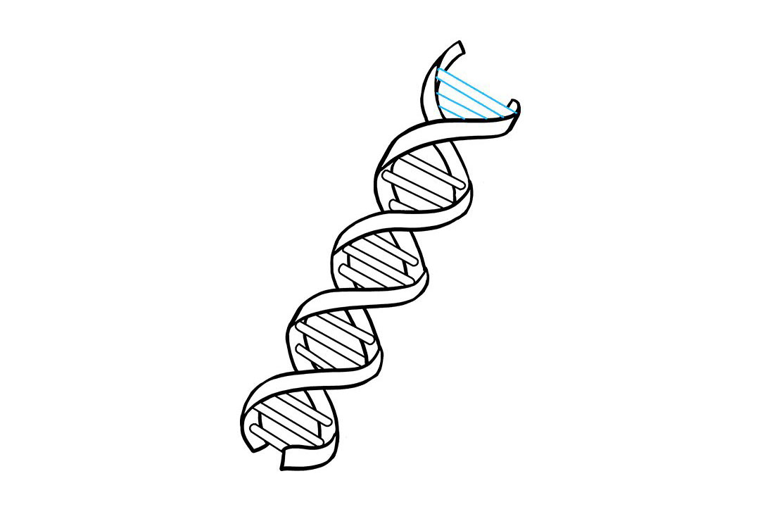 生物DNA怎么画-图9