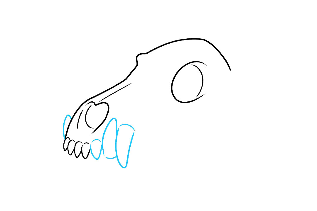 狼的头骨怎么画-图4