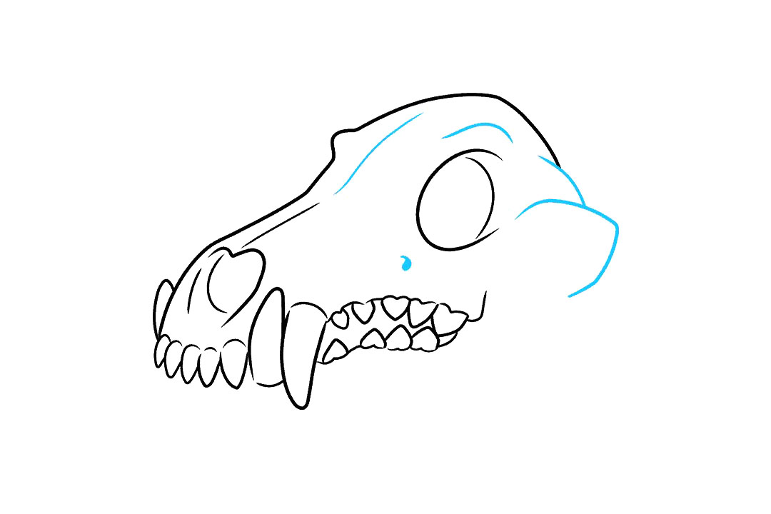狼的头骨怎么画-图8