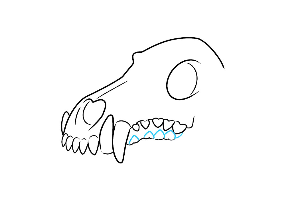狼的头骨怎么画-图7