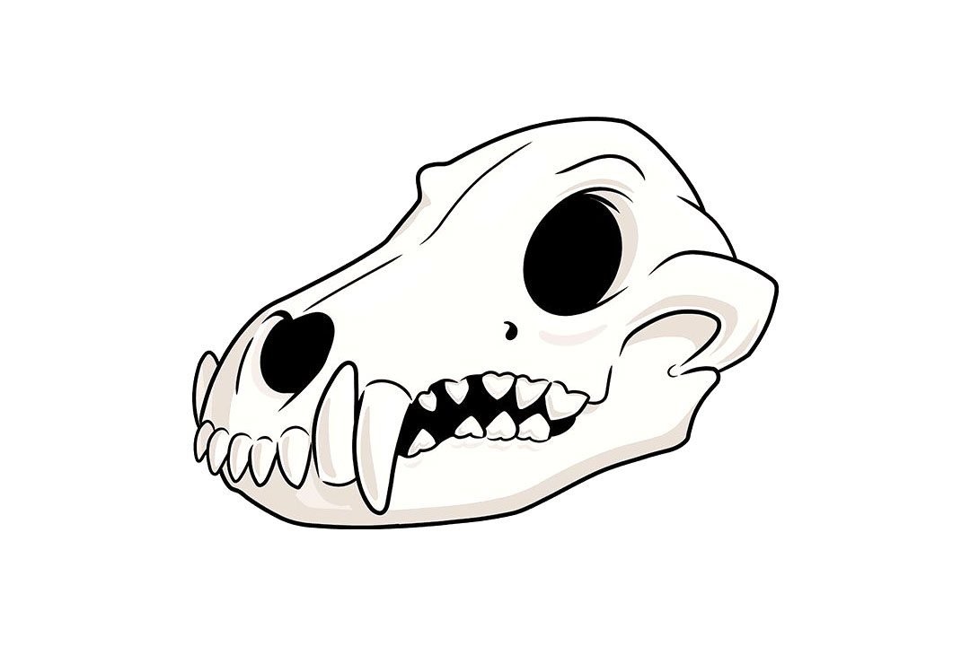 狼的头骨怎么画