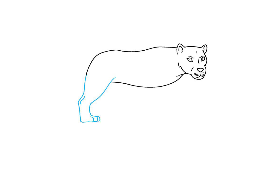 如何画母狮子简笔画-图5