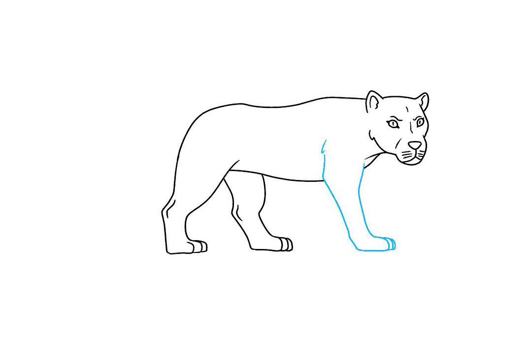 如何画母狮子简笔画-图7