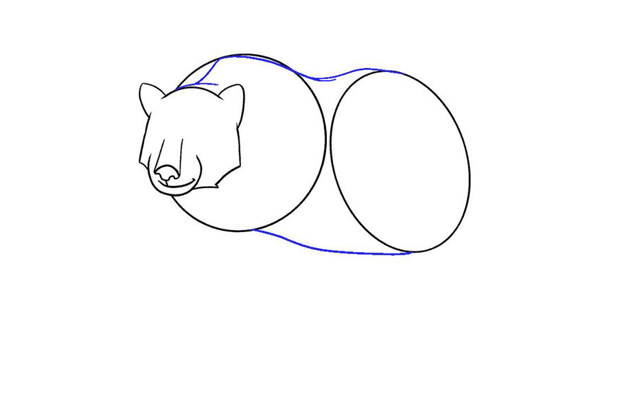 如何画棕熊-图11