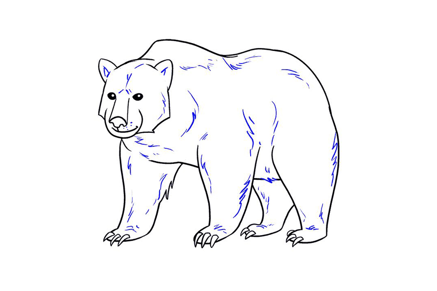 如何画棕熊-图19