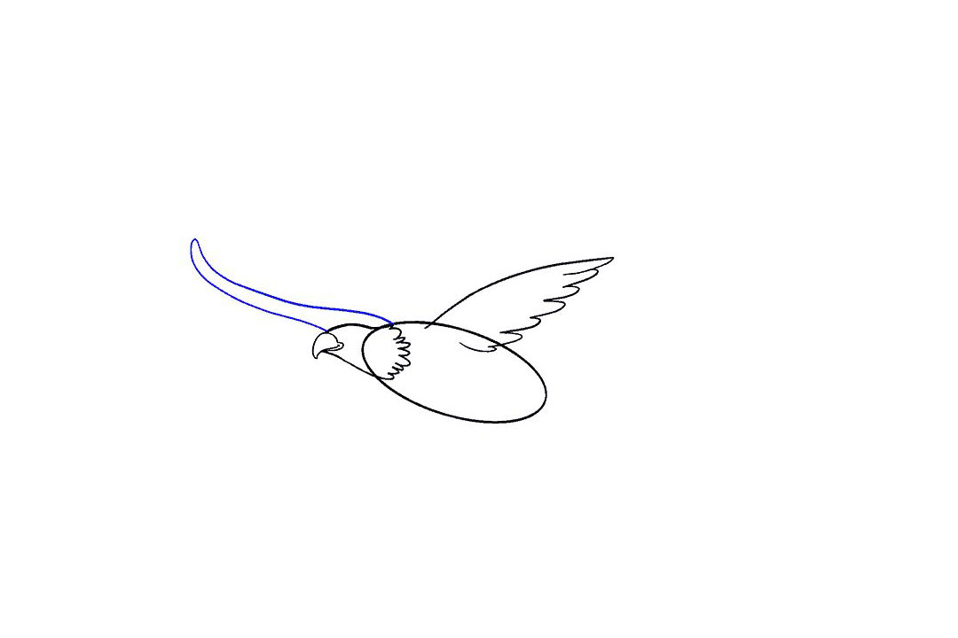 怎么画飞翔的老鹰-图8