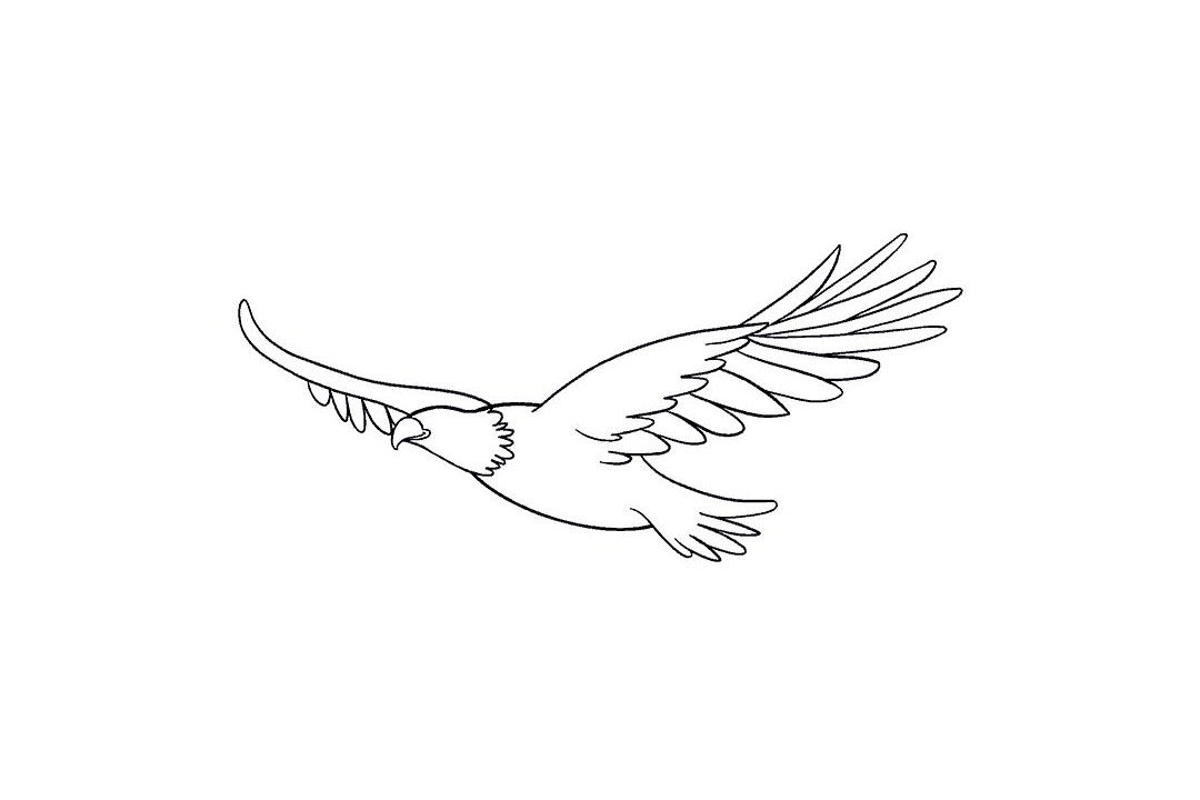 怎么画飞翔的老鹰-图12
