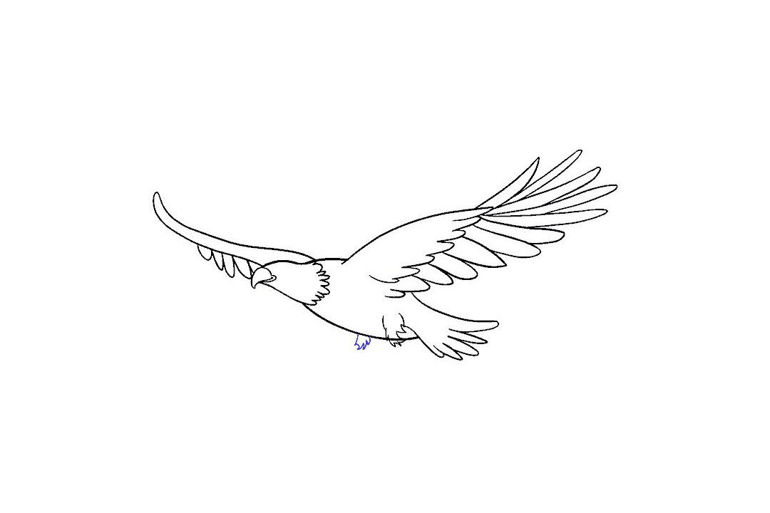 怎么画飞翔的老鹰-图14