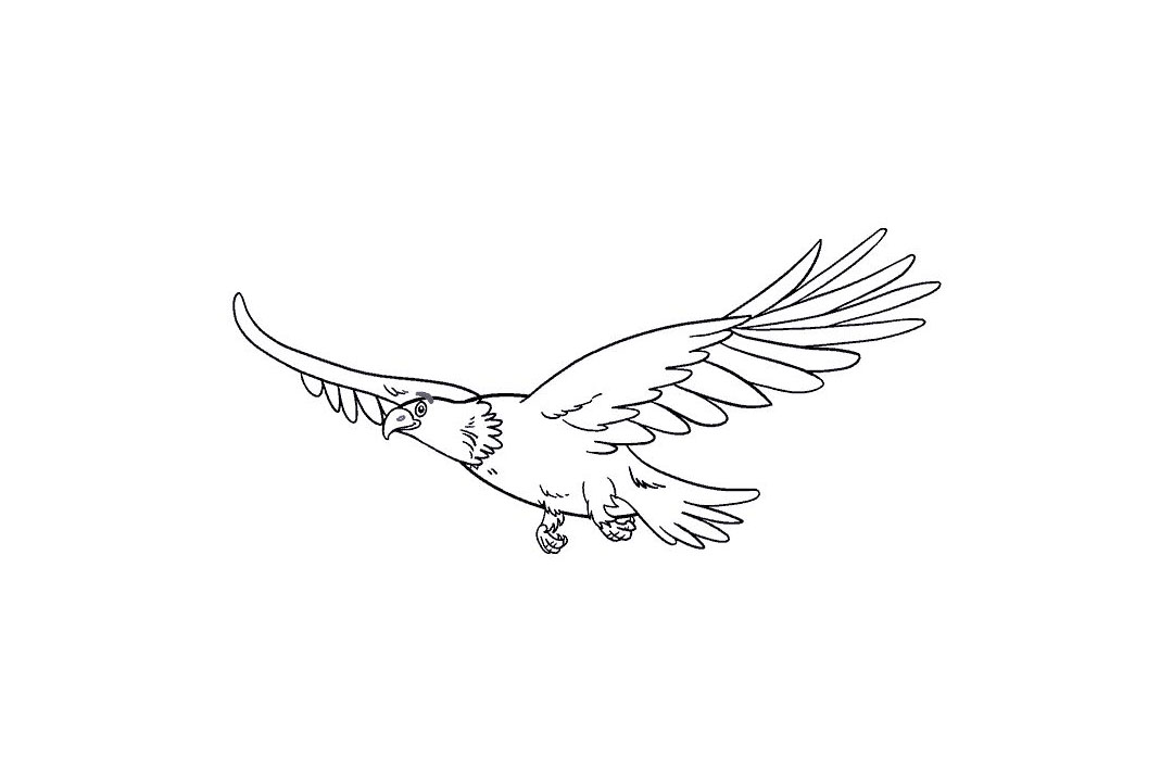 怎么画飞翔的老鹰-图19