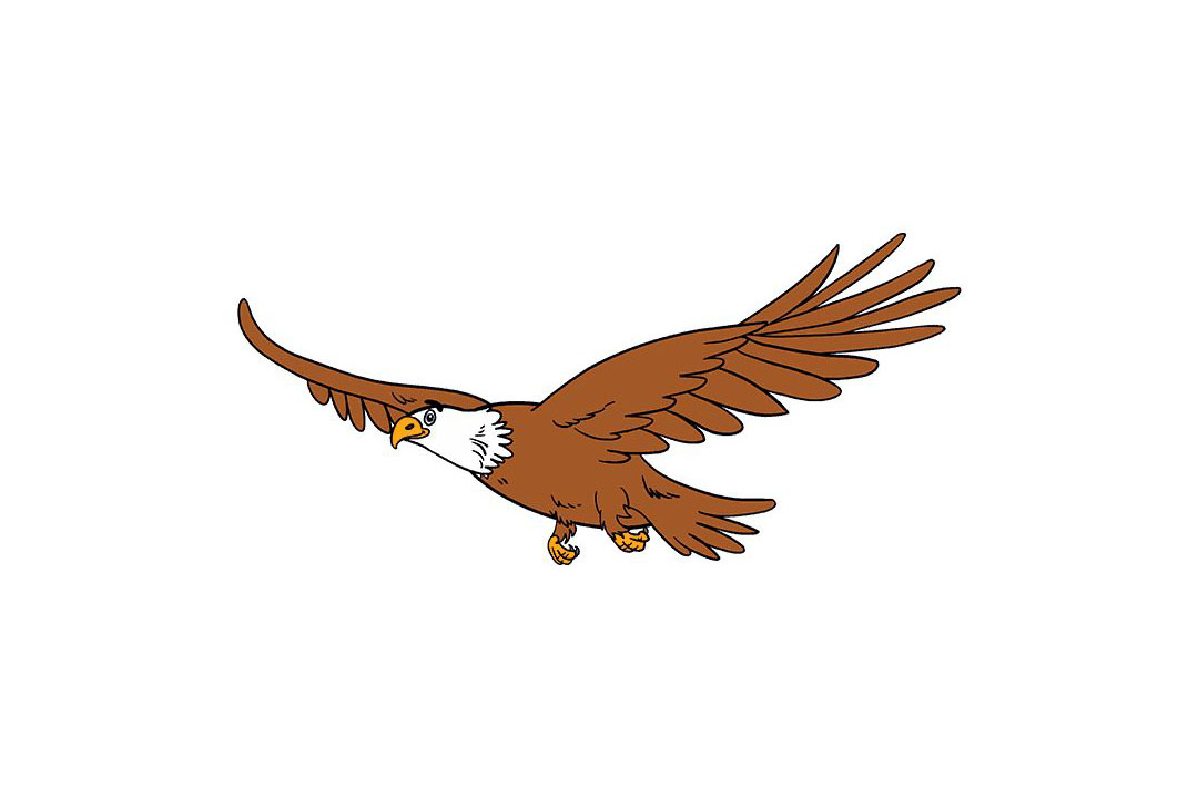 怎么画飞翔的老鹰