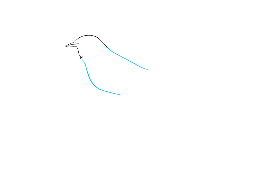 如何画一只知更鸟-图2