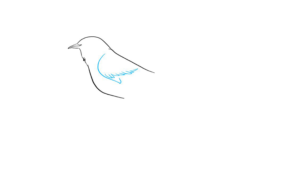 如何画一只知更鸟-图3