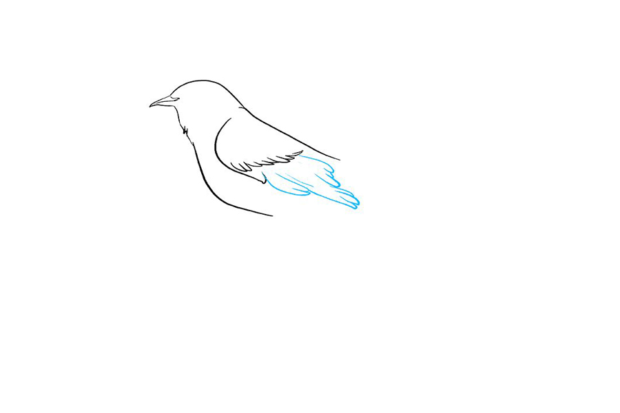 如何画一只知更鸟-图4