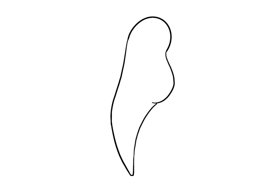 漂亮可爱的鹦鹉怎么画-图3