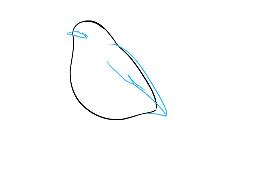 如何画知更鸟-图4