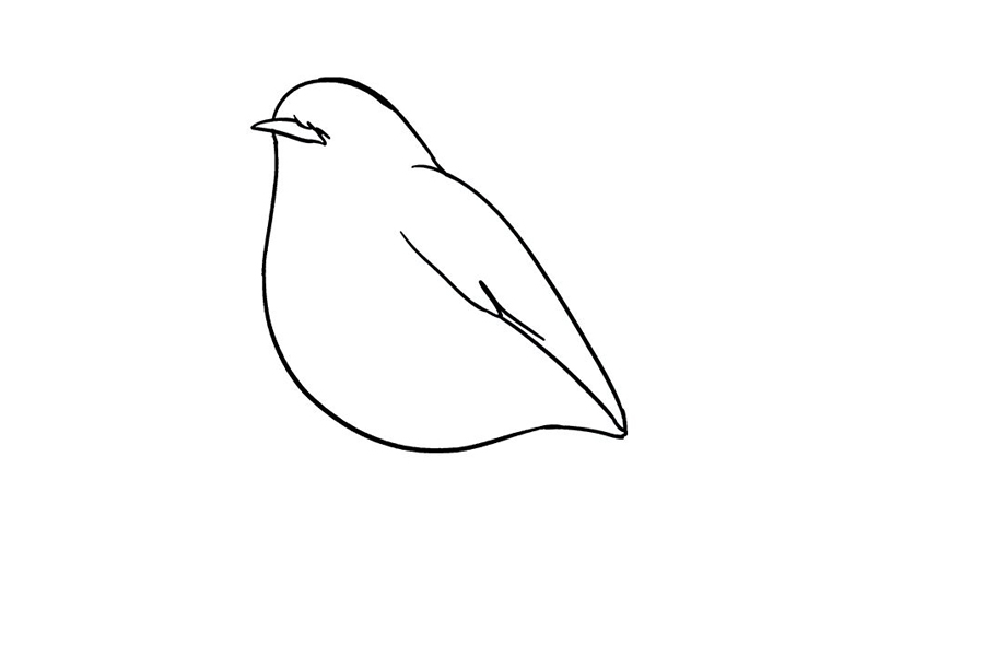 如何画知更鸟-图5