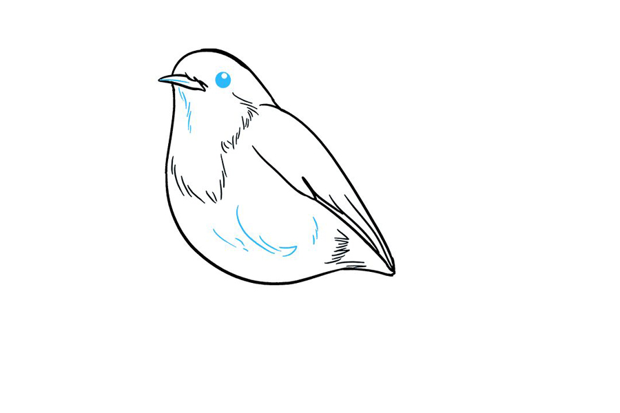 如何画知更鸟-图7