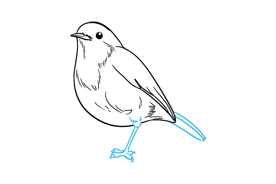 如何画知更鸟-图8
