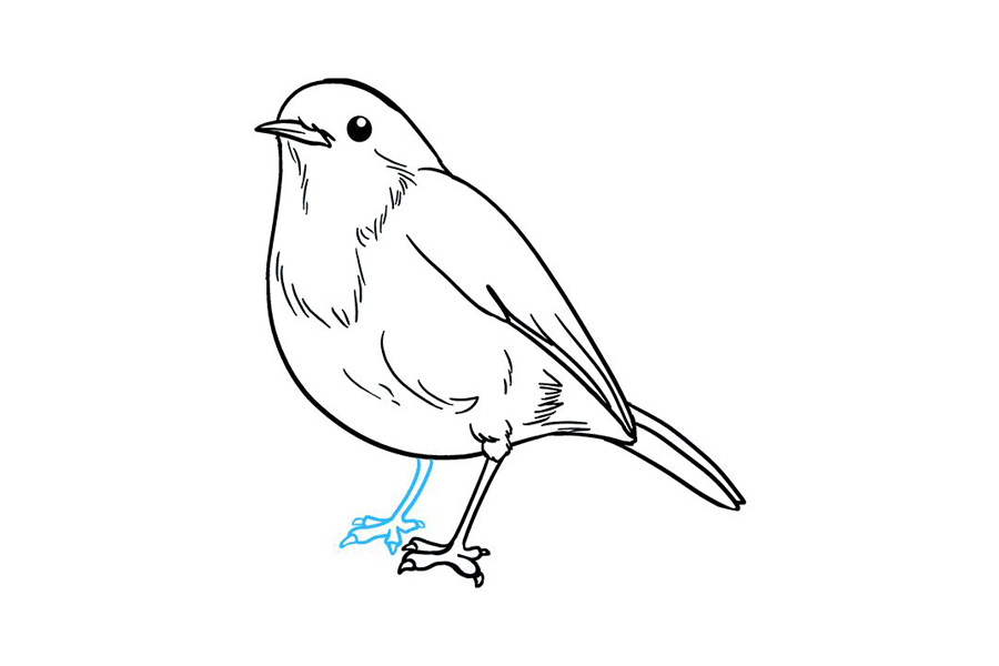 如何画知更鸟-图9