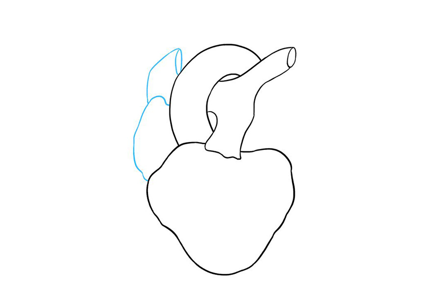 如何画人的心脏-图5