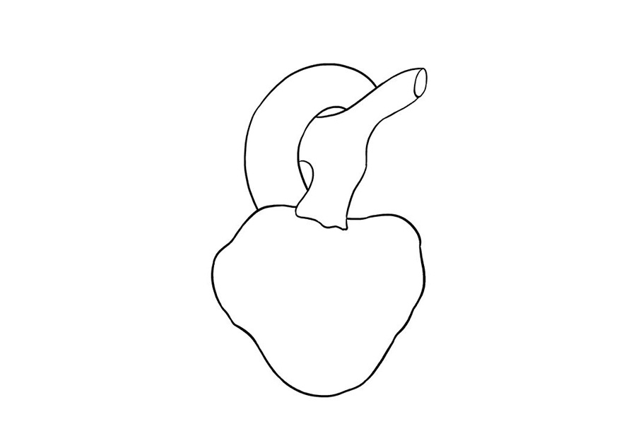 如何画人的心脏-图4