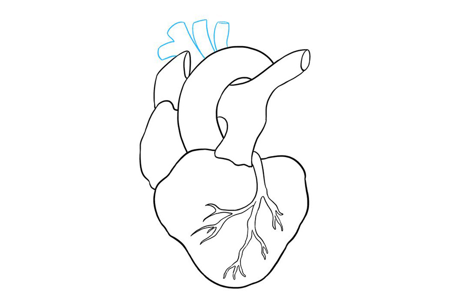 如何画人的心脏-图7